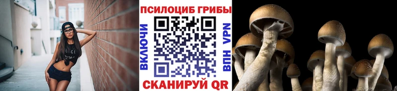 наркота  Югорск  Псилоцибиновые грибы Psilocybe 
